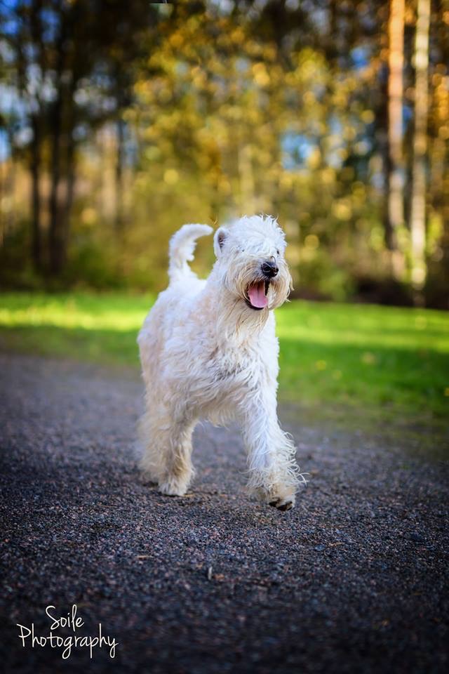 Ruusa Rakas Rusinapulla Ruuskanen ❤️❤️❤️